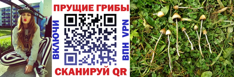 darknet какой сайт  Вуктыл  Галлюциногенные грибы Cubensis 